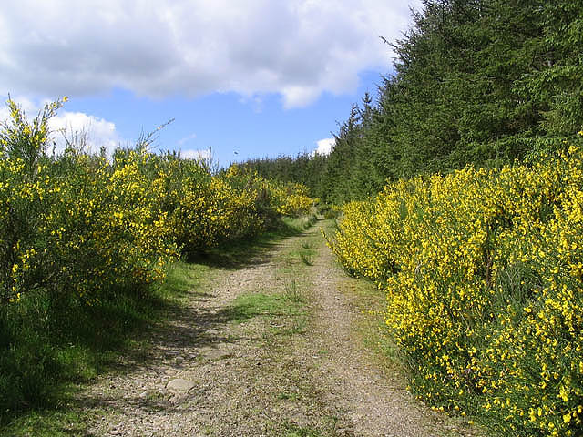 File:Forestry road - geograph.org.uk - 435416.jpg