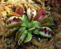 <i>Dionaea muscipula</i> Fused Tooth Tooth found in carnivorous plants