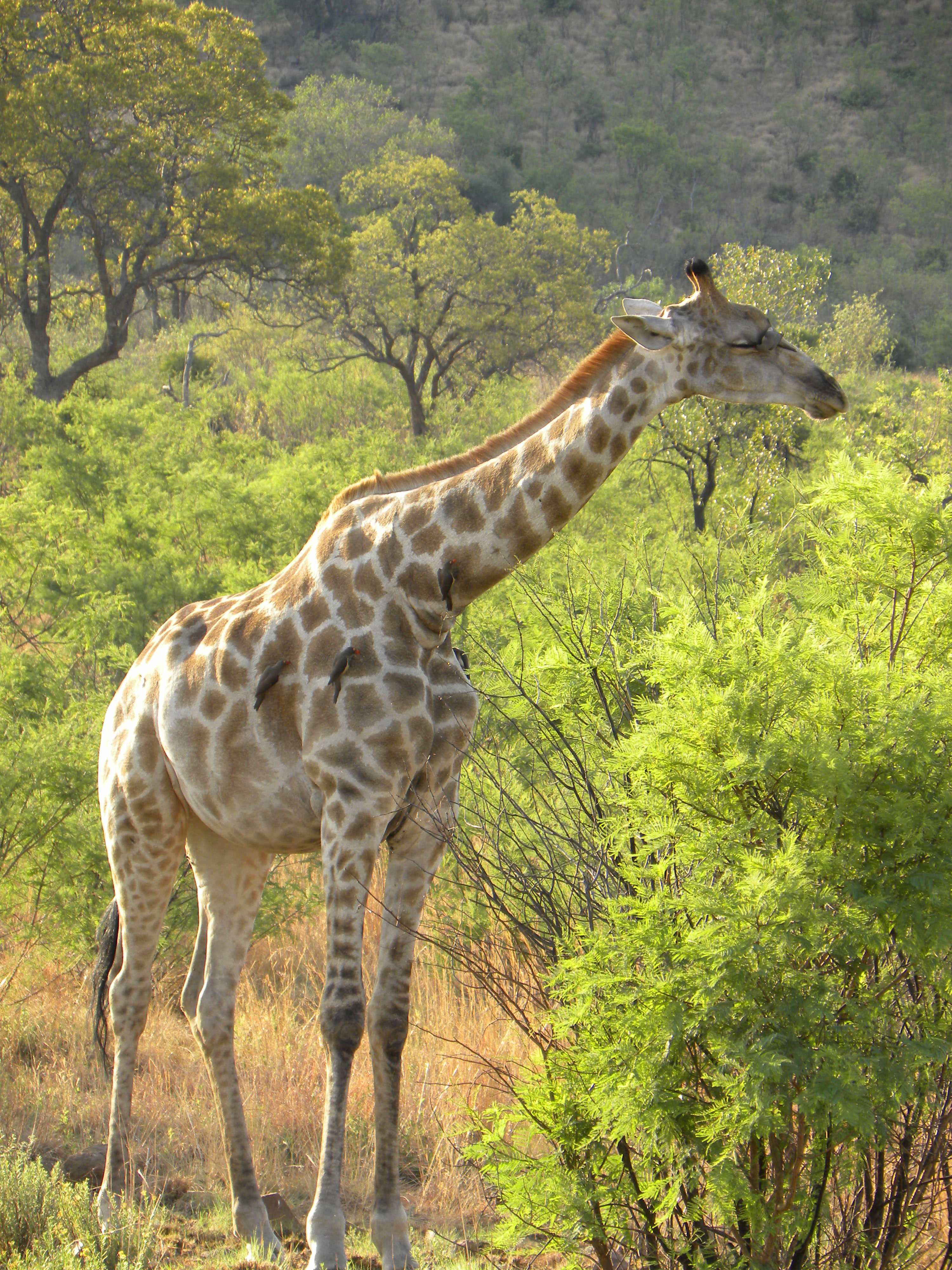 Giraffes are tall than elephants. Жираф. Живописный Жираф. Египет Жираф. Giraffa gracilis.