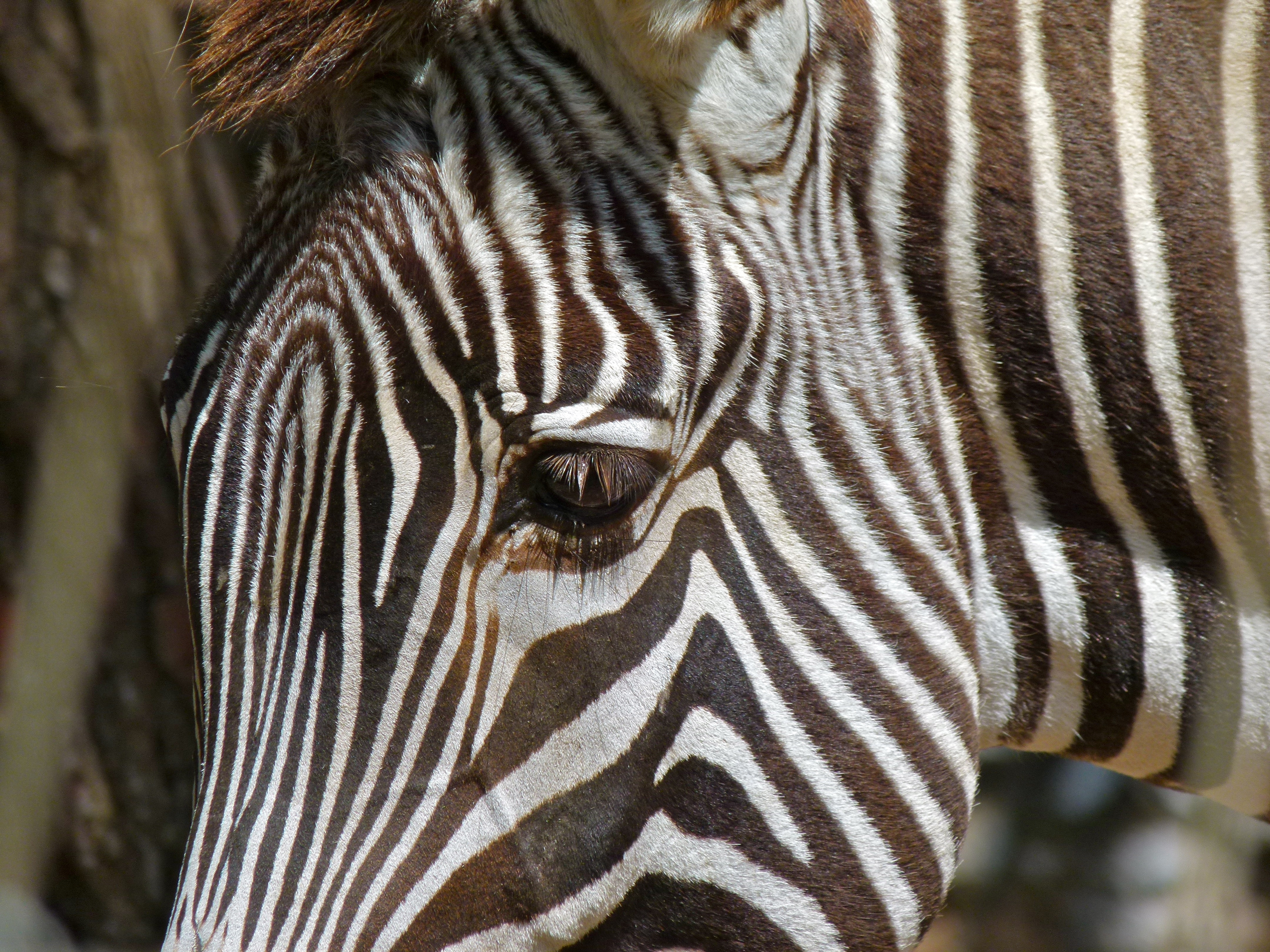 Grevy's Zebra (Equus grevyi) (7124817289).jpg