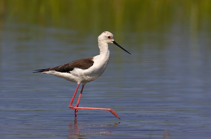 File:Himantopus himantopus 1 (Martin Mecnarowski).jpg