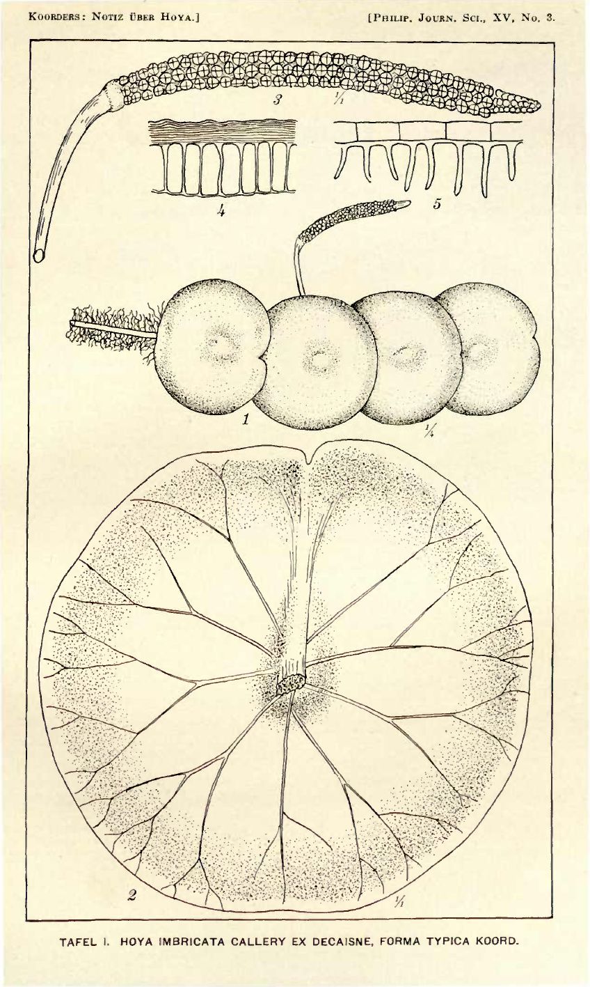 Хойя имбриката (Hoya imbricata