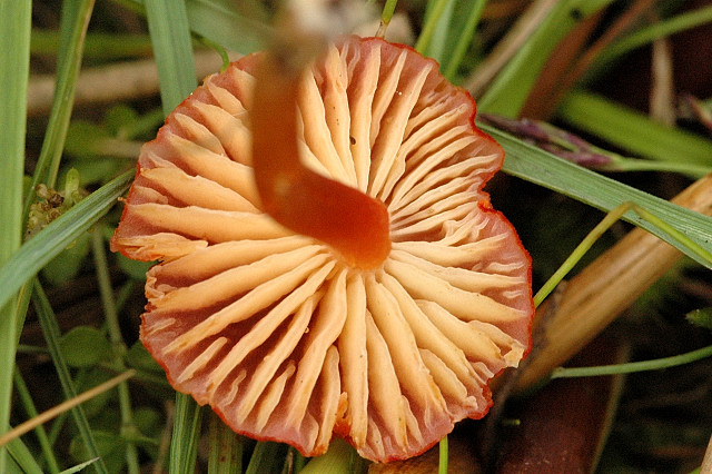 File:Hygrocybe spec. - Lindsey 1b.jpg