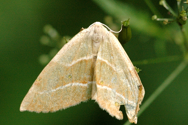 File:Hylaea.fasciaria.jpg