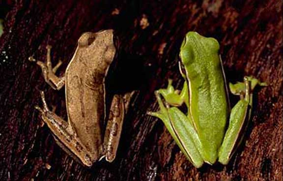 File:Hypsiboas pulchellus01.jpg