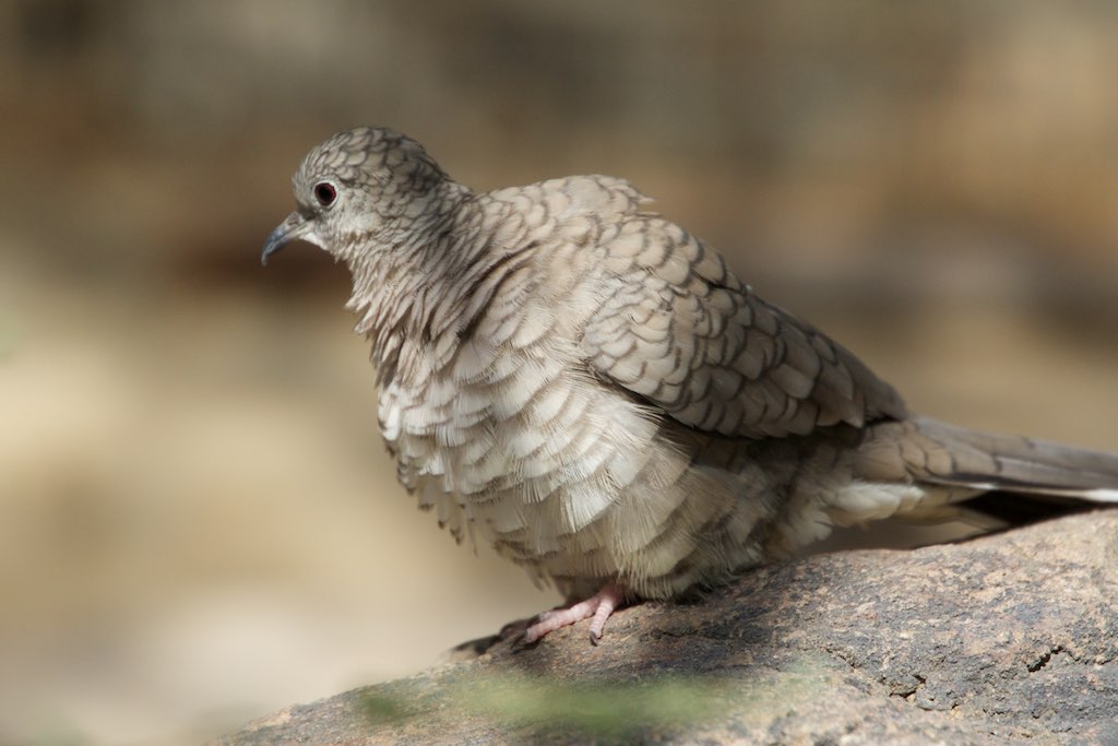 Inca Dove - Desert Museum - Tucson -AZ - 2015-10-12at13-33-27 (22254575065).jpg