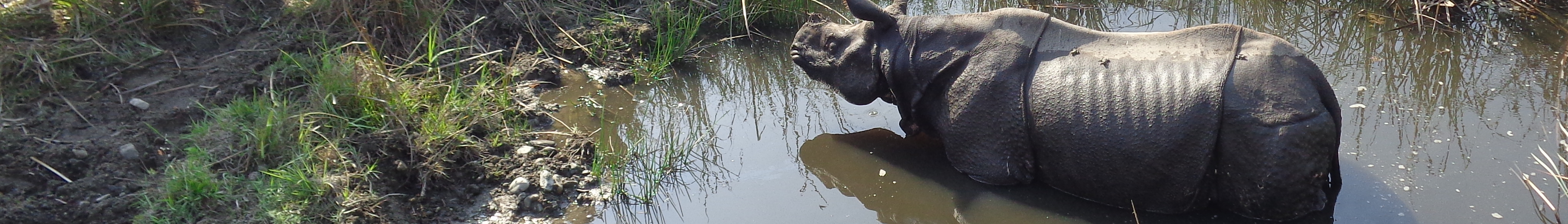 Jaldapara banner Rhinoceros.jpg