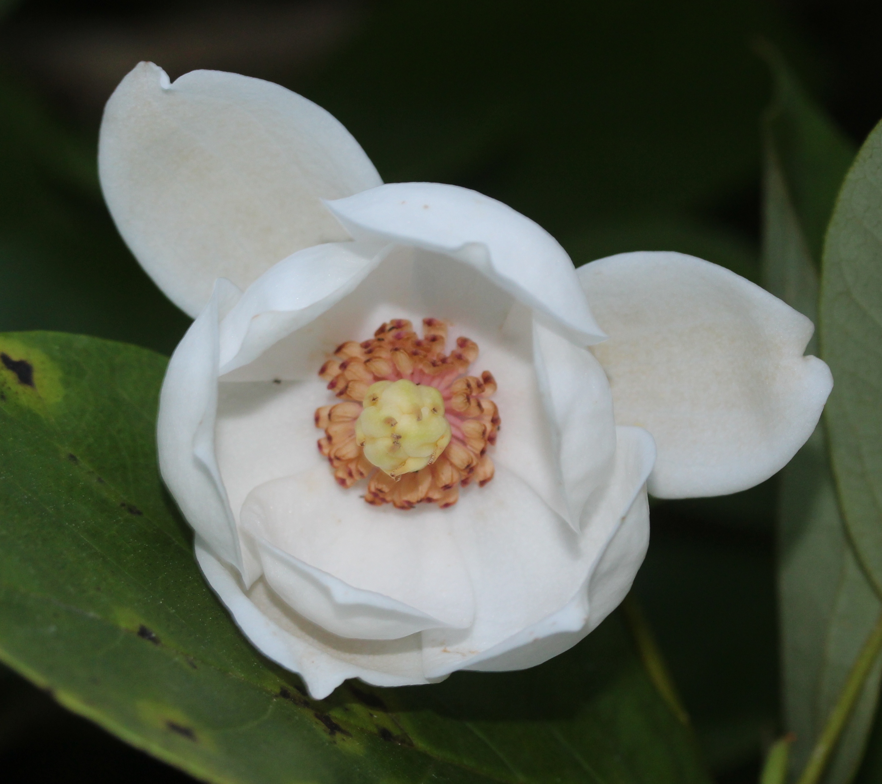 Magnolia sieboldii japonica