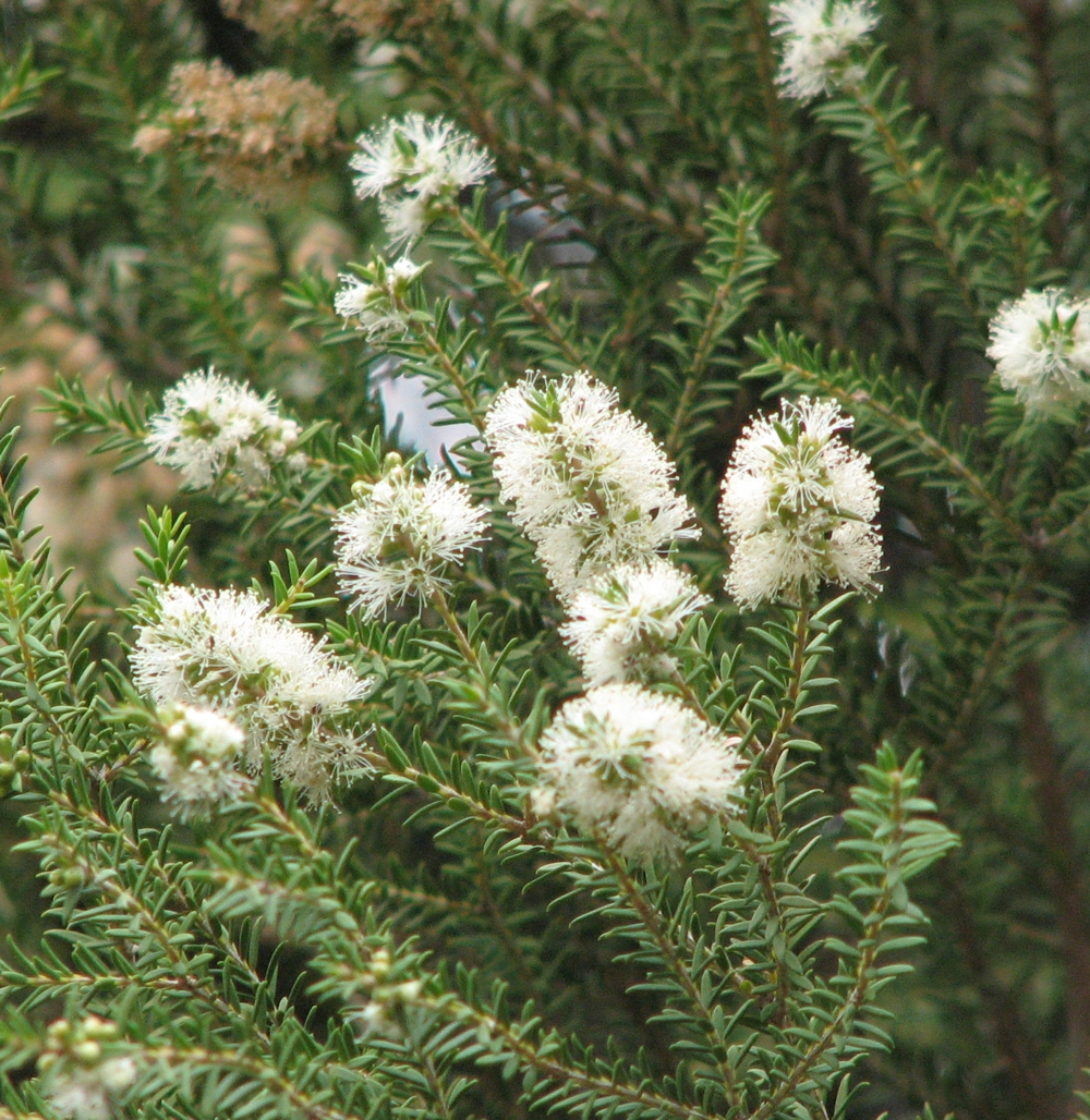 Melaleuca – Wikipédia, a enciclopédia livre