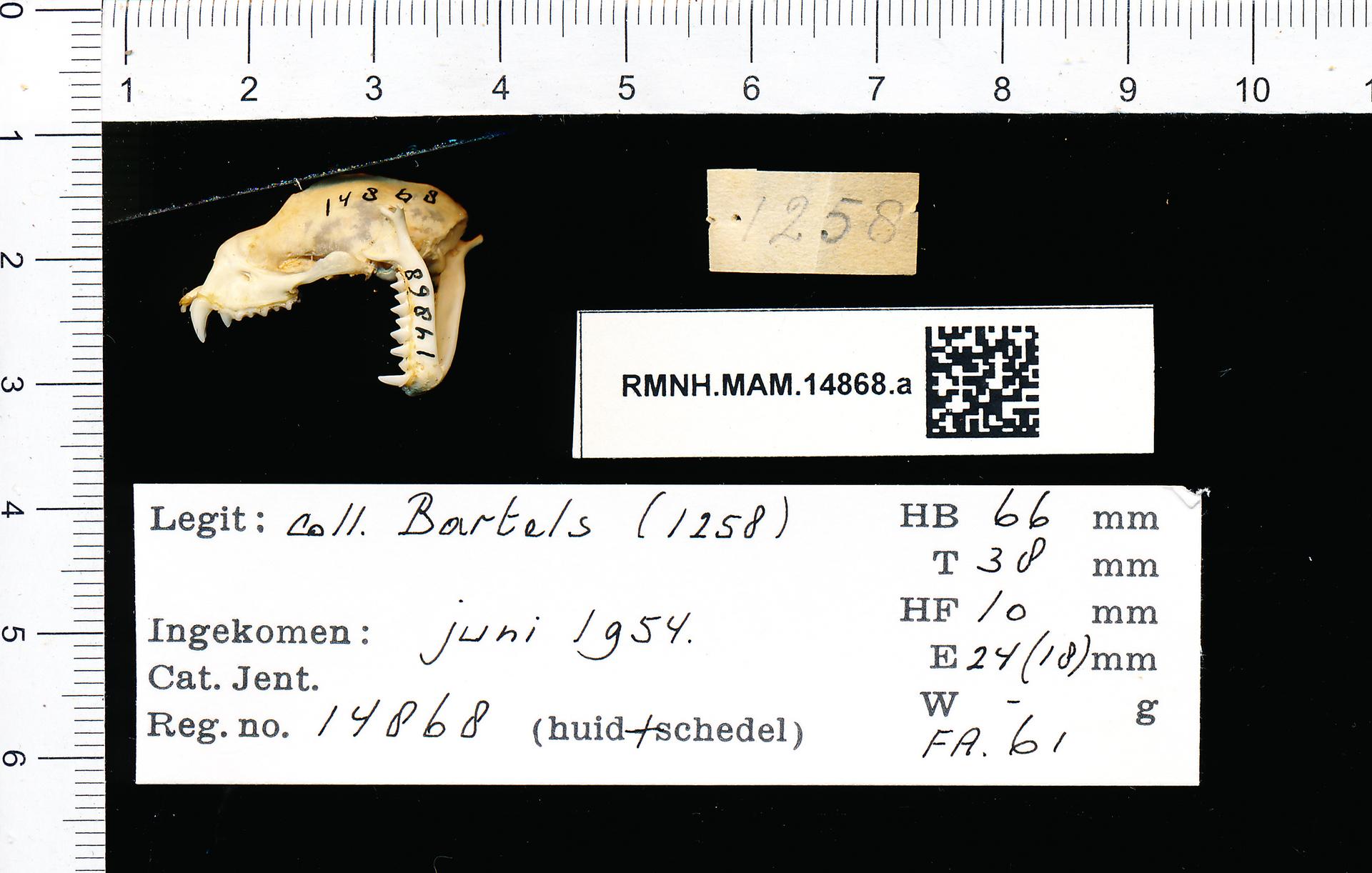 Naturalis_Biodiversity_Center_-_RMNH.MAM.14868.a_lat_-_Hipposideros_larvatus_larvatus_-_skull.jpeg