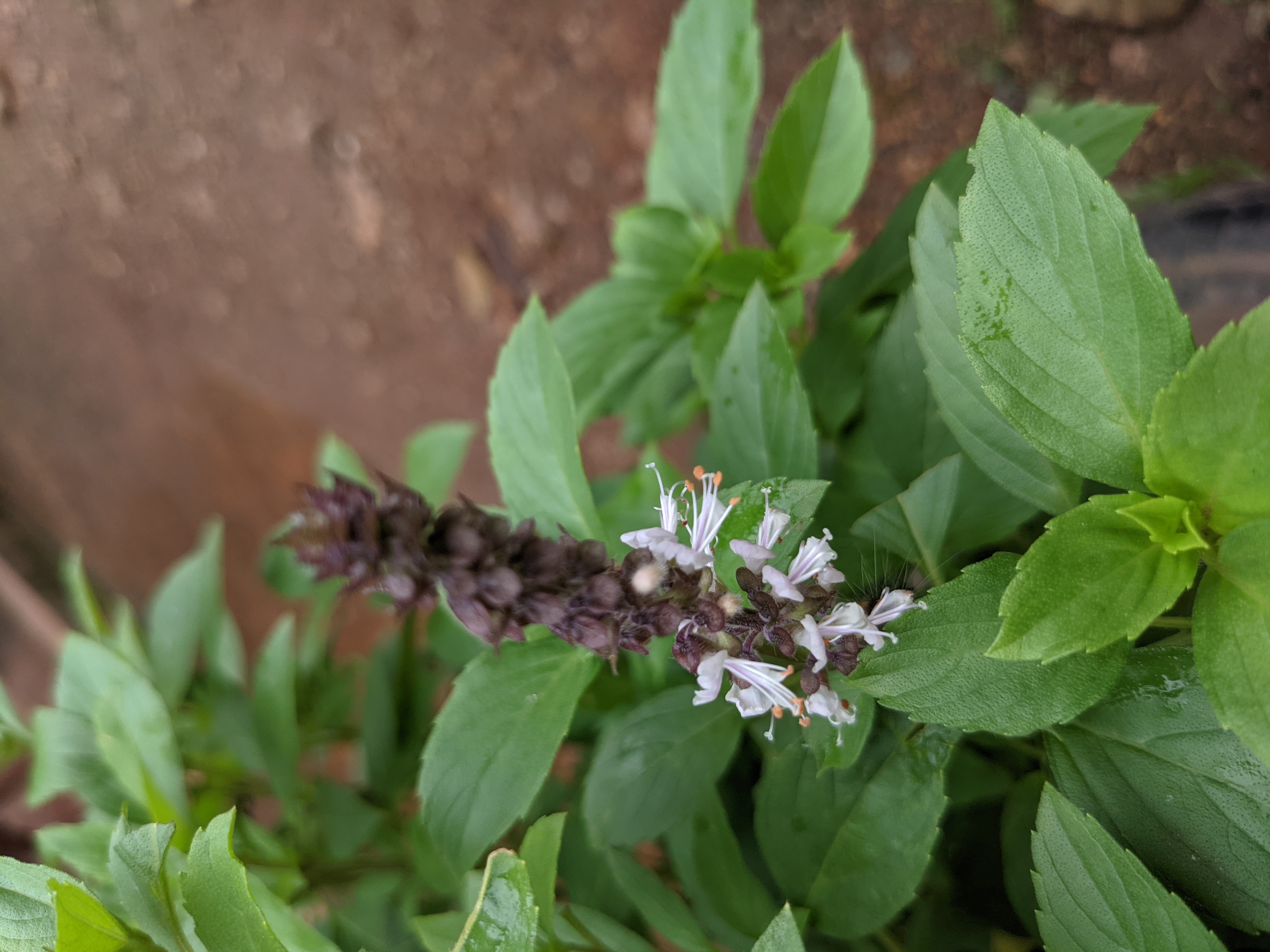 Ocimum kilimandscharicum Wikipedia