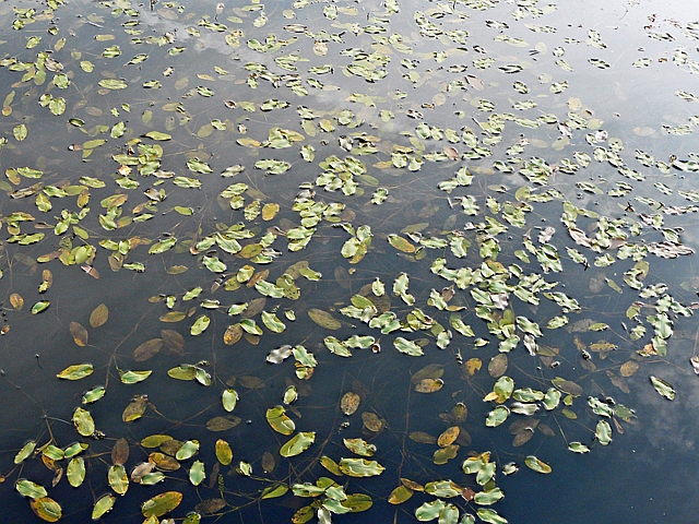 File:Pondweed, Bowness-on-Solway Nature Reserve - geograph.org.uk - 5441643.jpg