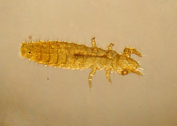 File:Protura specimen (Acerentomon species) micrograph.jpg