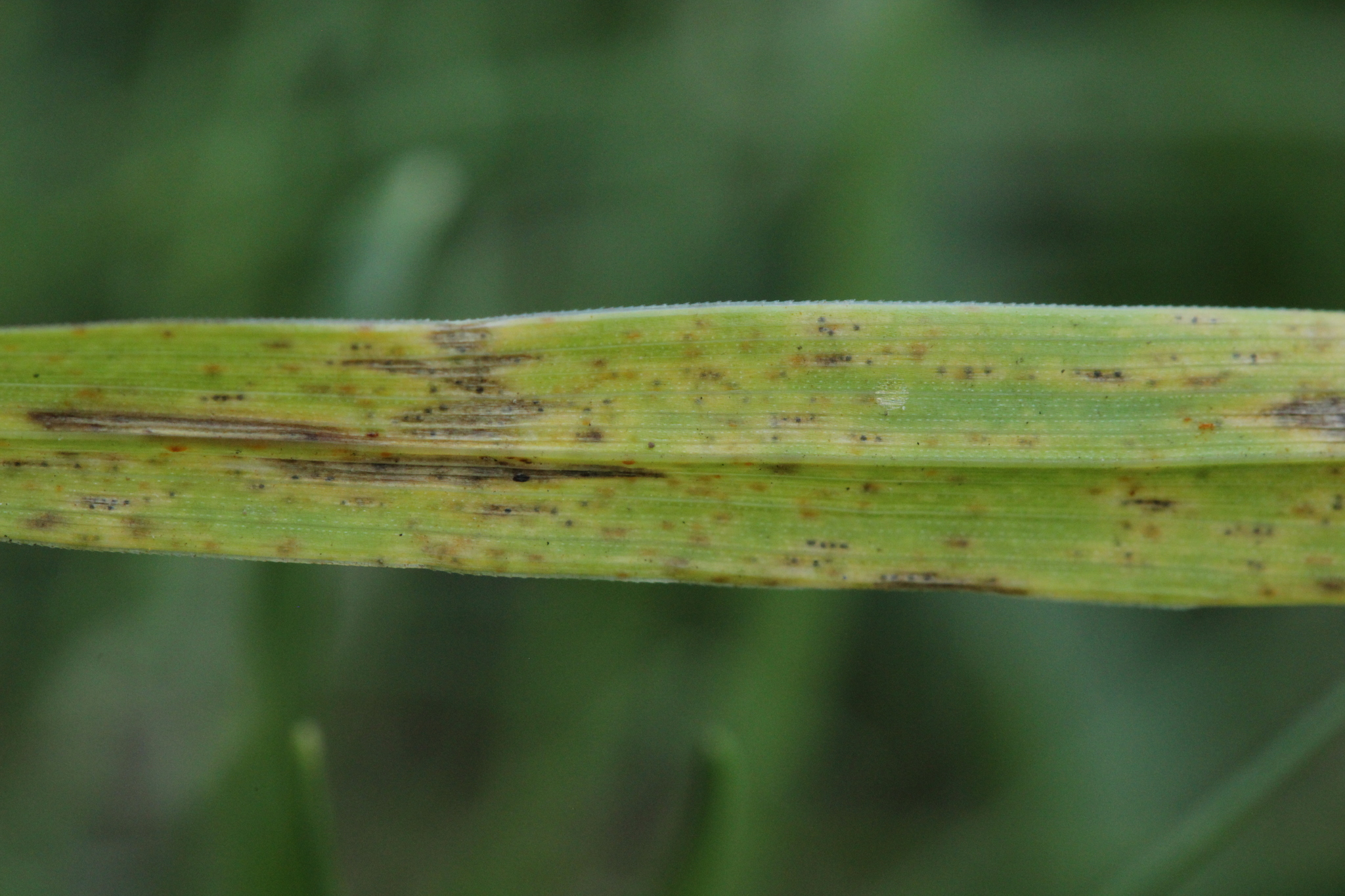 Puccinia wheat rust фото 97