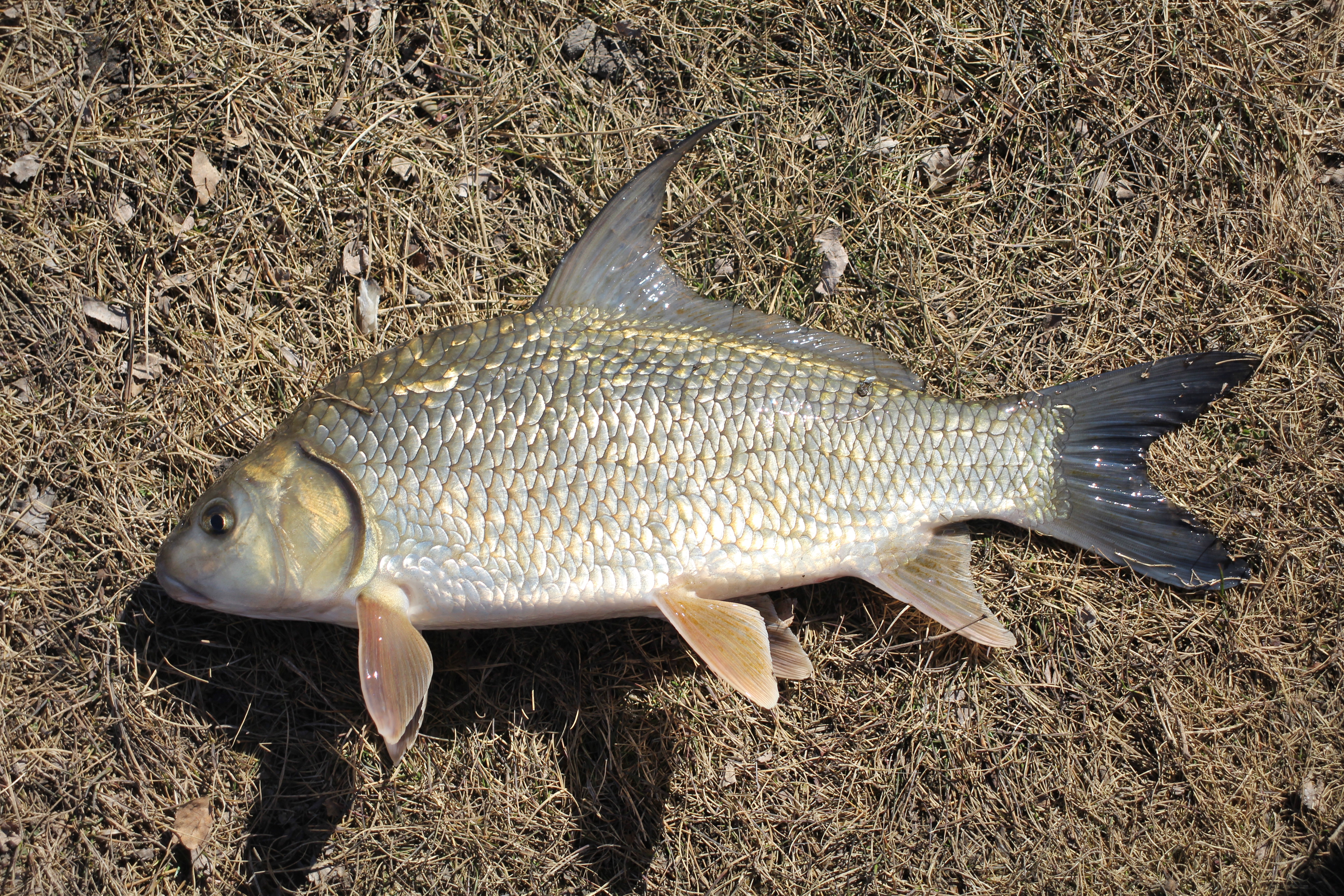 These Kansas fish may be dangerous to eat