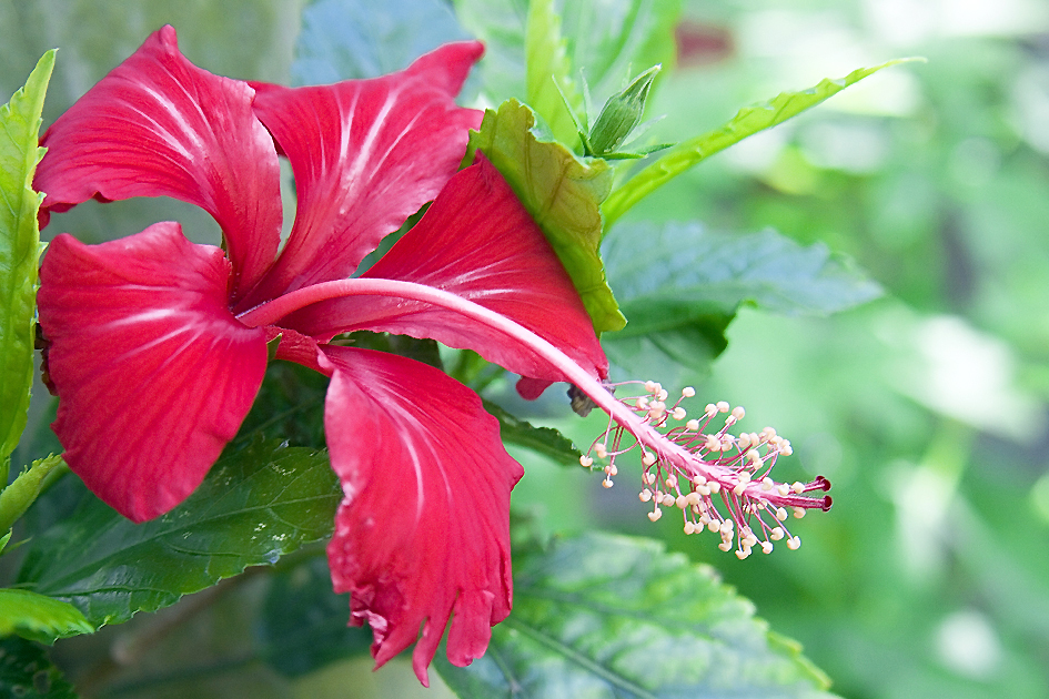 Hibiscus Simple English Wikipedia The Free Encyclopedia