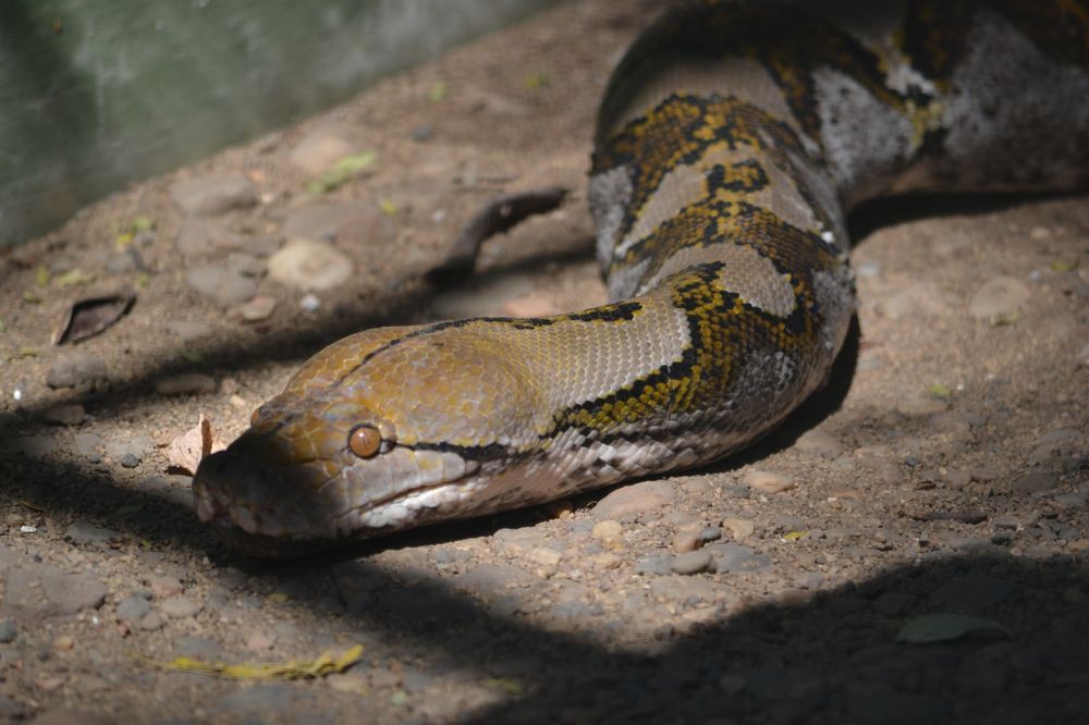 TIMOR PYTHON reproduction and development