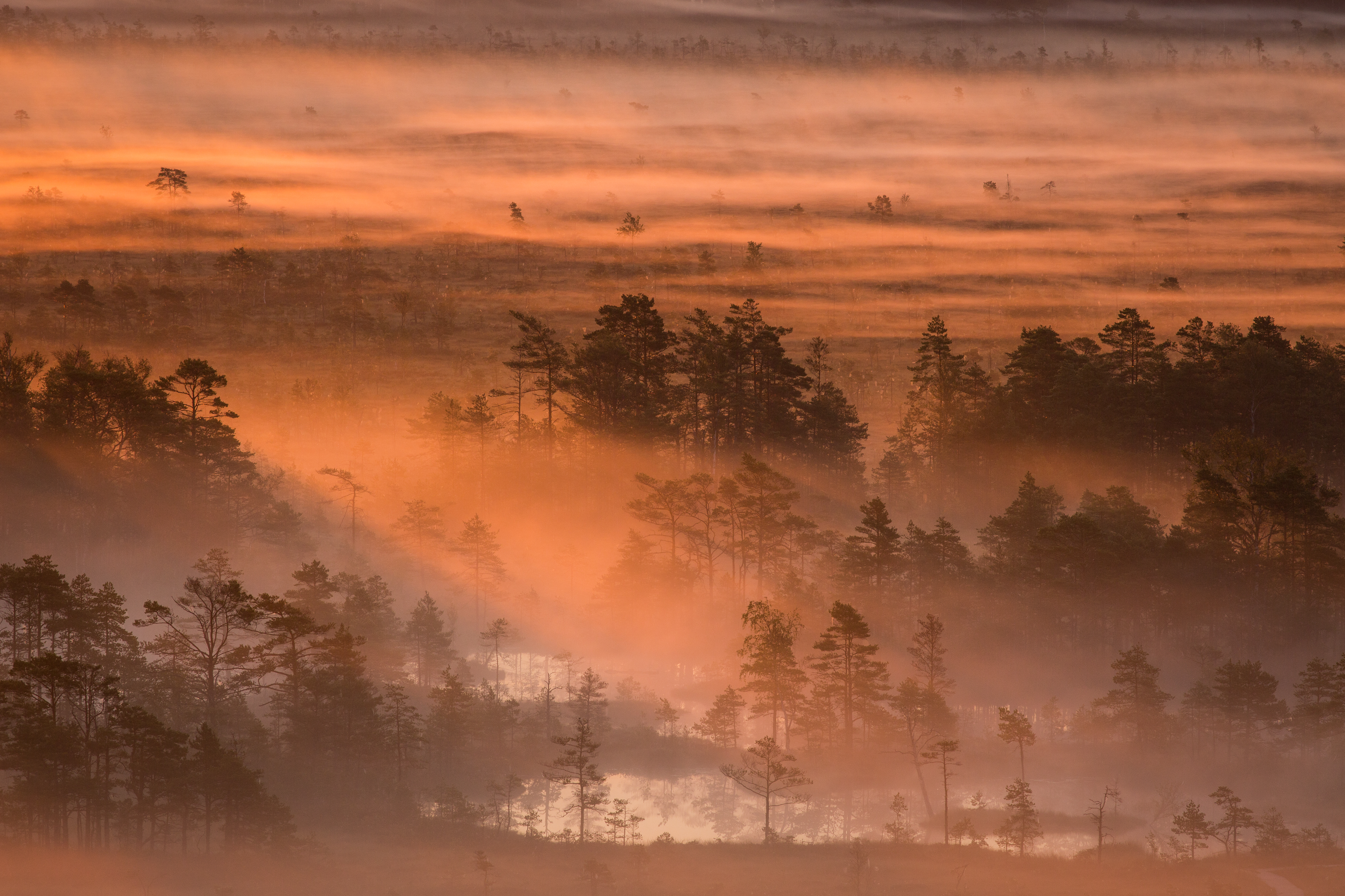 Morning in Tolkuse bog, , Pärnu County, Estonia, by Märt Kose