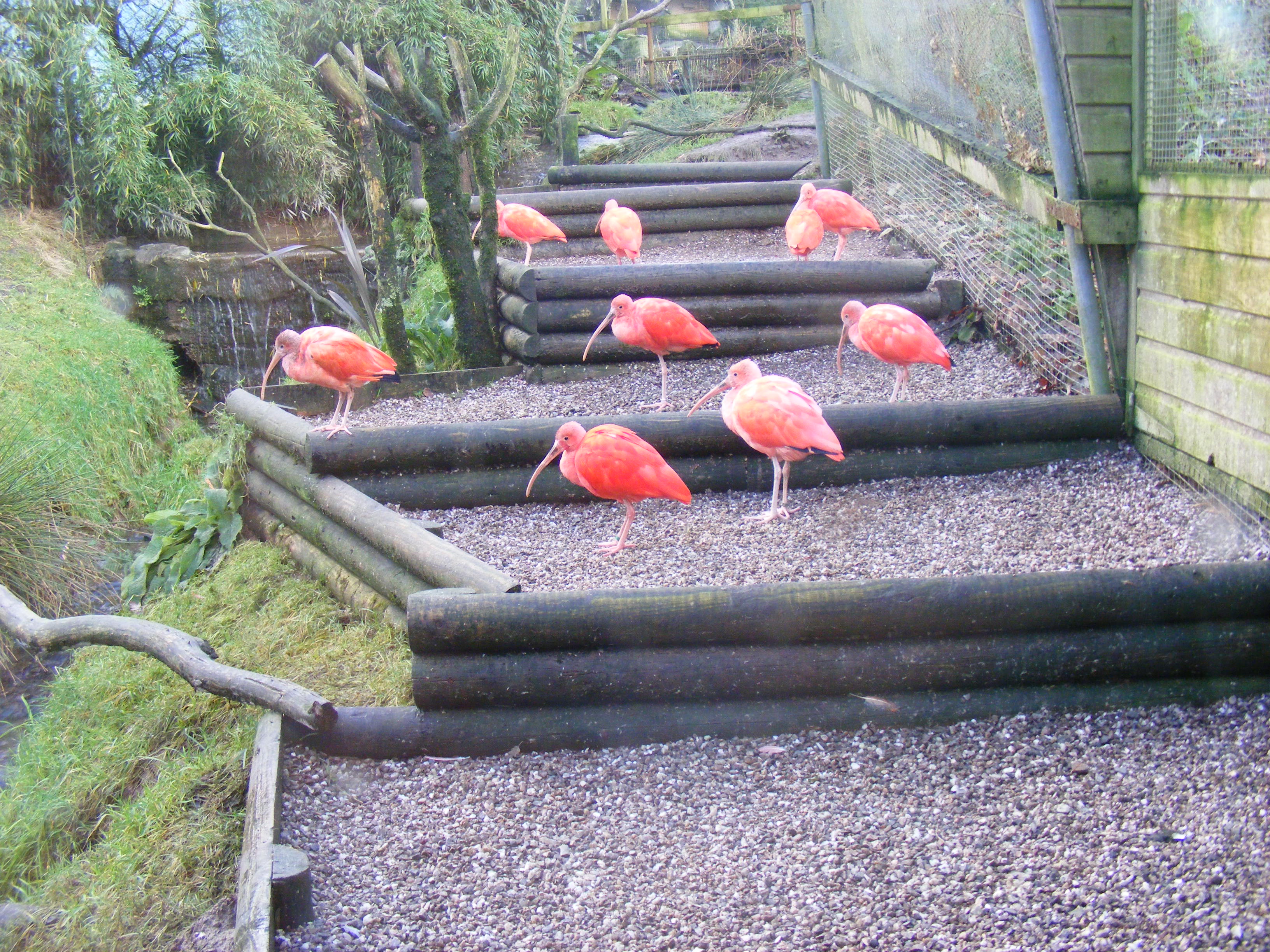 Exmoor Zoo