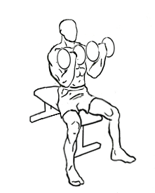 File:Seated-bicep-curl-2.gif