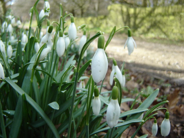 Snowdrops in Scotgate - geograph.org.uk - 77314