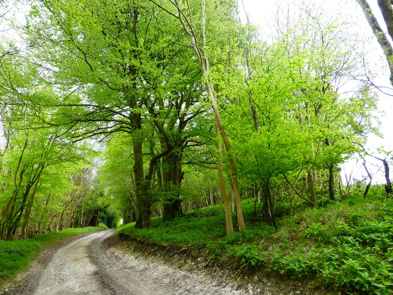File:South Downs Way enters woodland - geograph.org.uk - 3959242.jpg