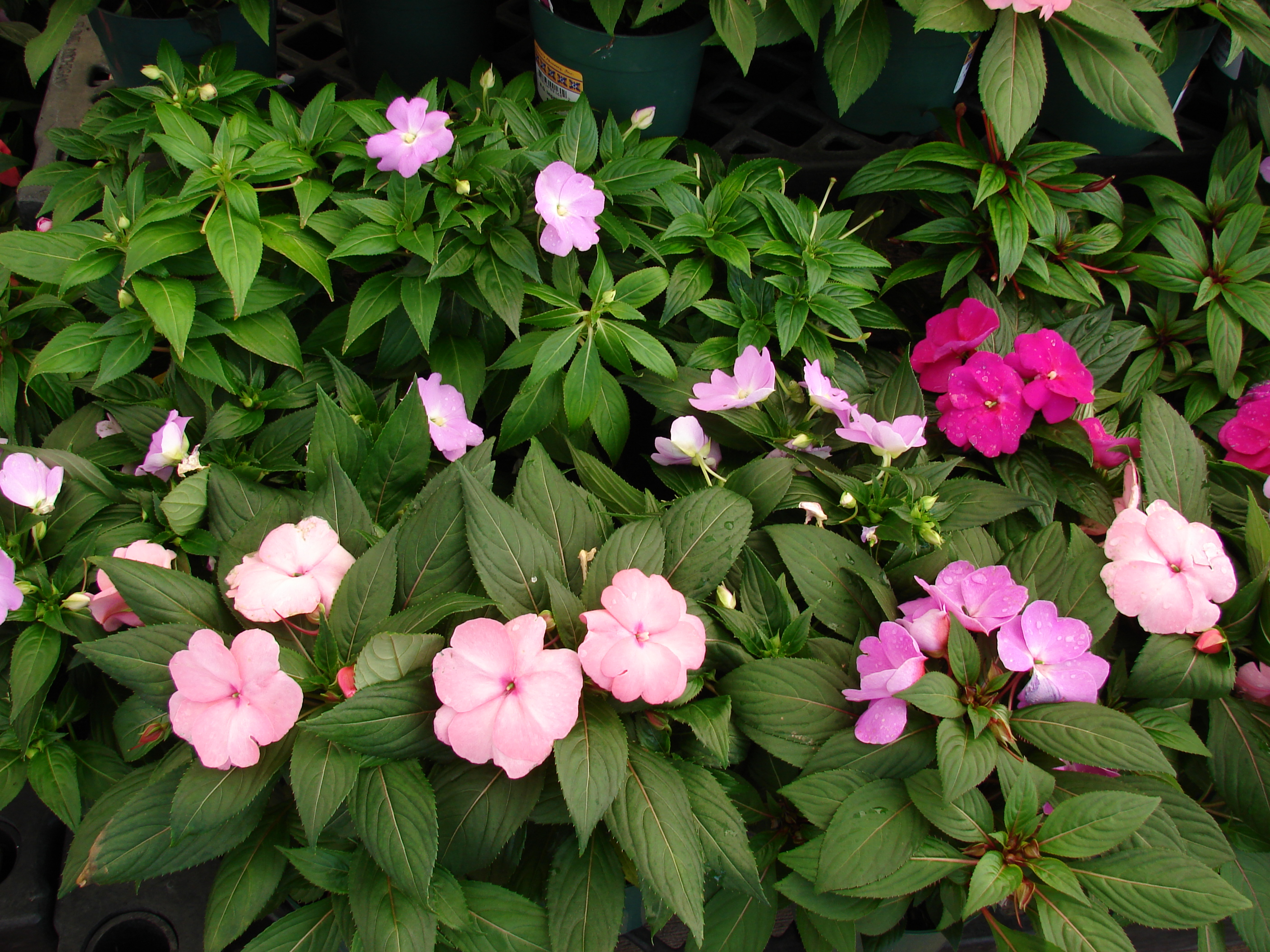 Impatiens hawkeri