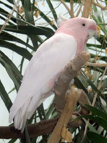 File:Stavenn Cacatua leadbeateri 00.jpg