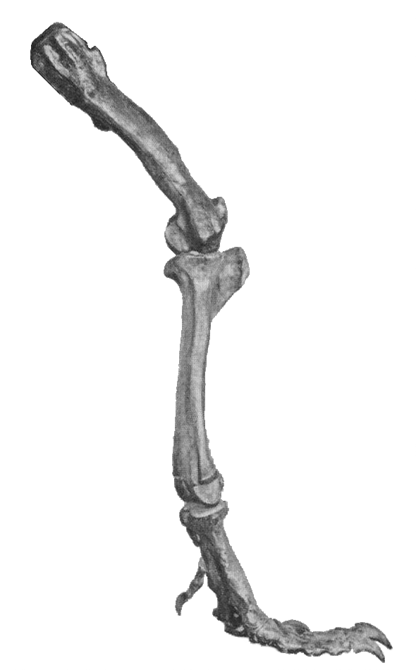 tiranosaurio - Tyrannosaurus rex - Página 5 T_Rex_Leg_Bones