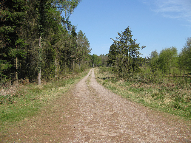 File:Track heading north in the Forest of Dean - geograph.org.uk - 1266883.jpg
