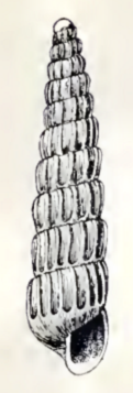 Turbonilla Calvini 001.png