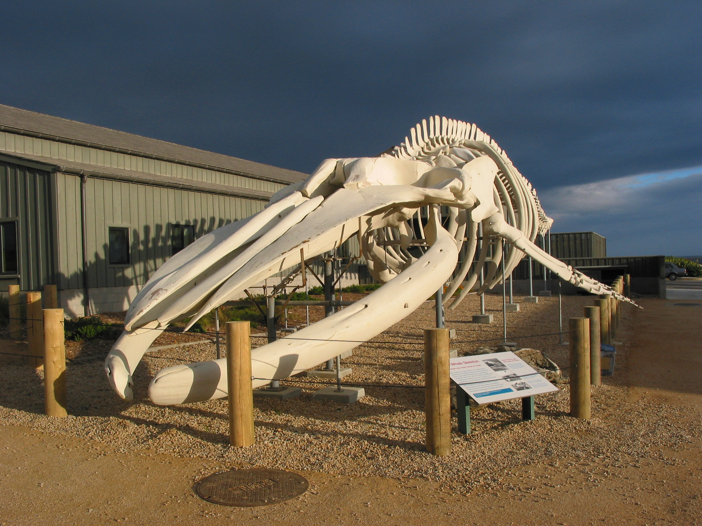 file-world-s-largest-whale-skeleton-at-the-seymour-center-at-long