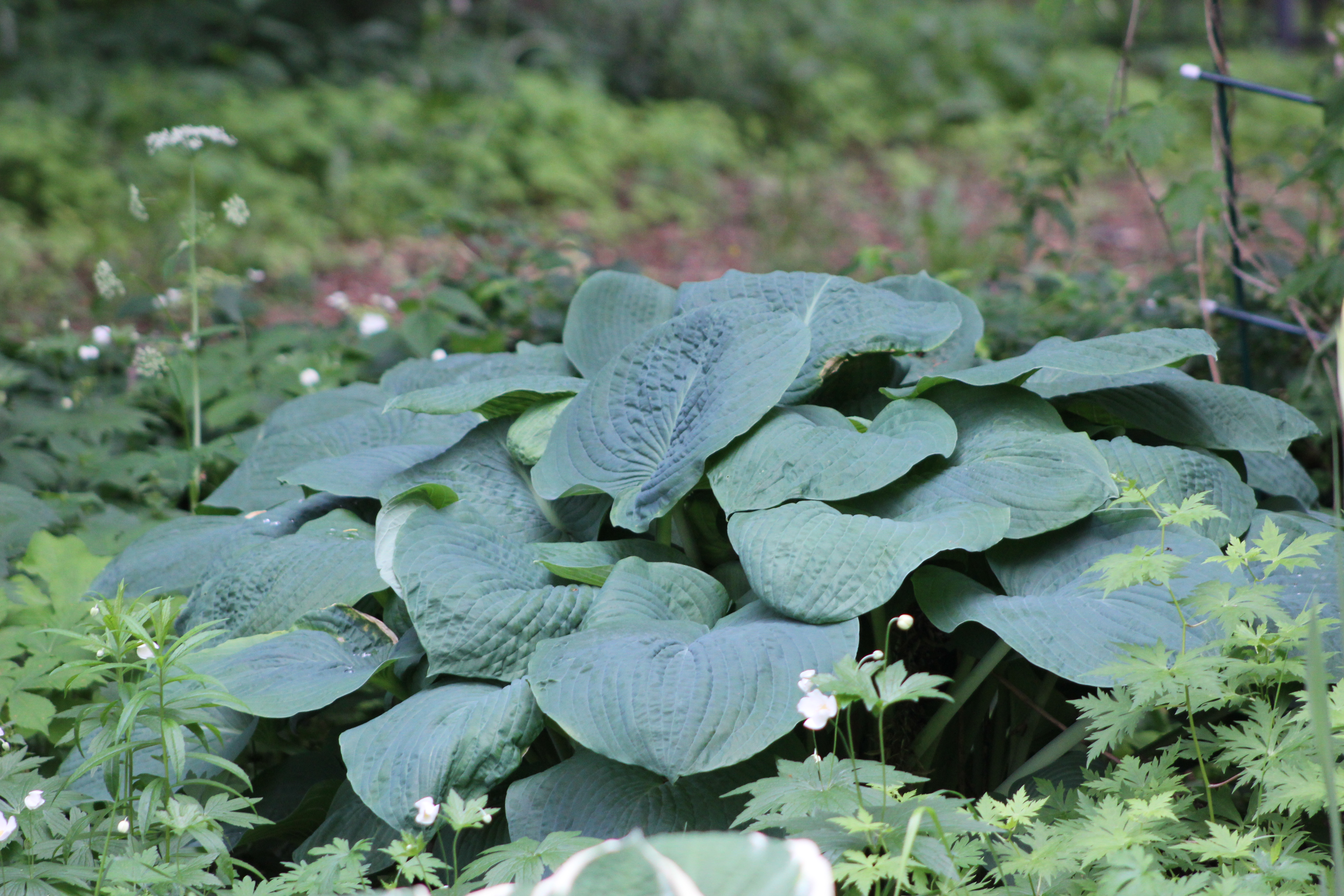 Хоста зибольда фото и описание. Хоста Зибольда. Хоста Зибольда big Daddy. Hosta Tratt. Sieboldiana (Hook.) Engl Хоста Зибольда. Хоста Зибольда Грейт Экспэктейшен.