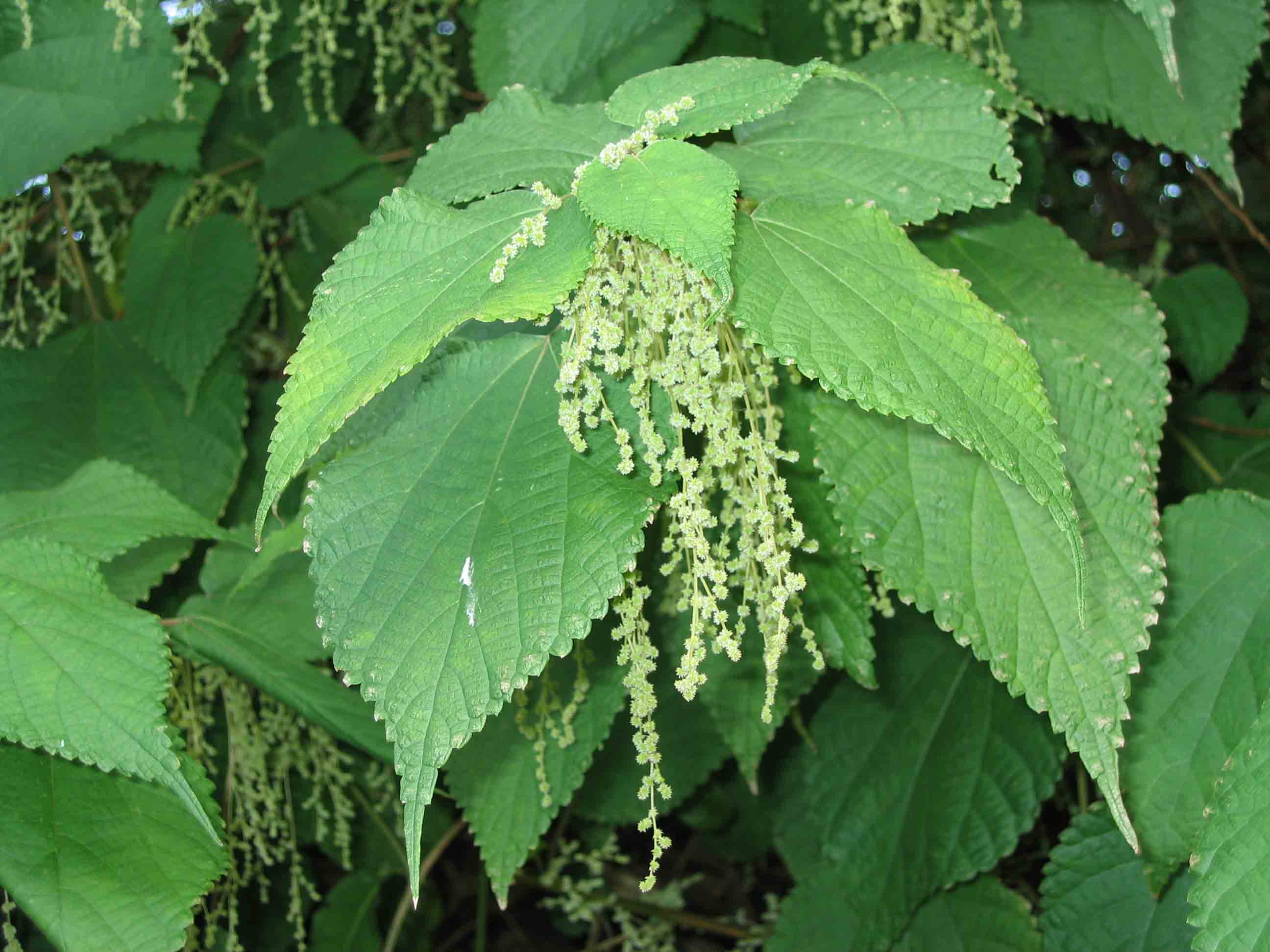 Amaranthus tricolor - Wikipedia