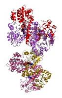 Modèle tridimensionnel de l'enzyme