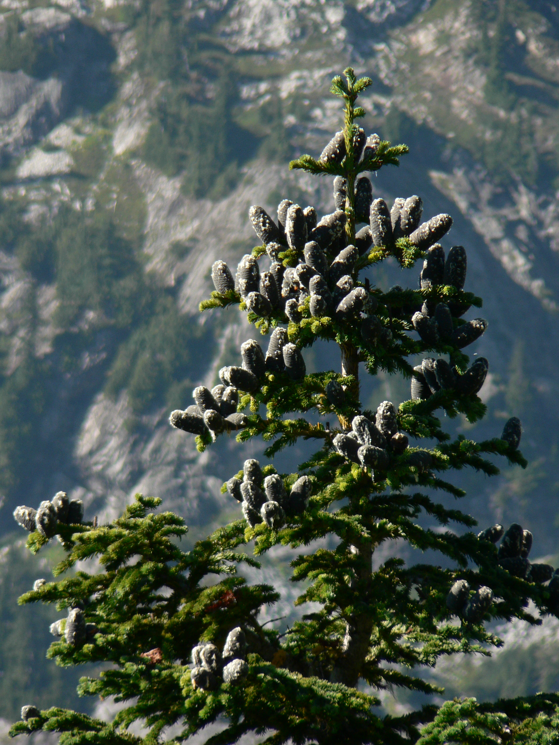 Photo of Rogue–Umpqua Divide Wilderness