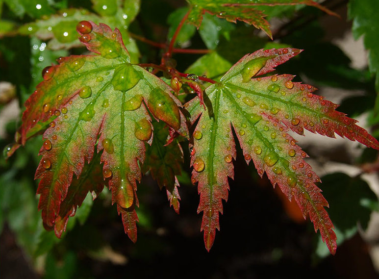 File:Acer leaves - panoramio.jpg