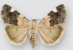 <i>Tarache areli</i> Species of moth