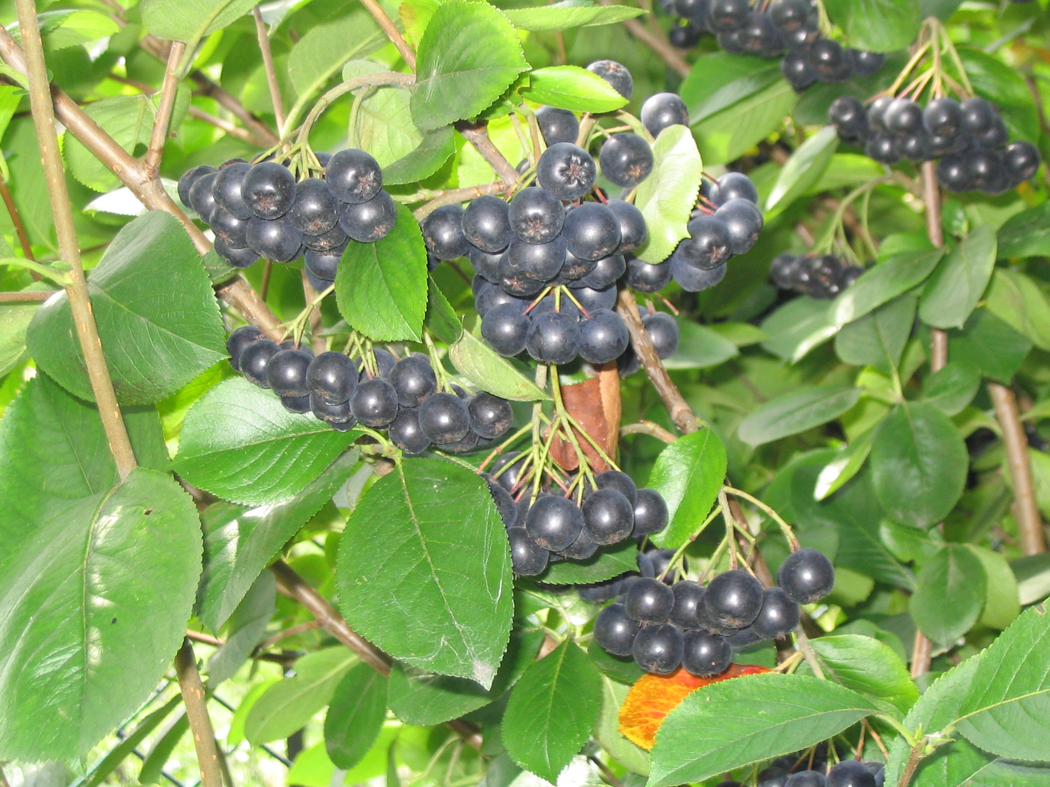 http://upload.wikimedia.org/wikipedia/commons/b/bd/Aronia_melanocarpa_fruit.jpg