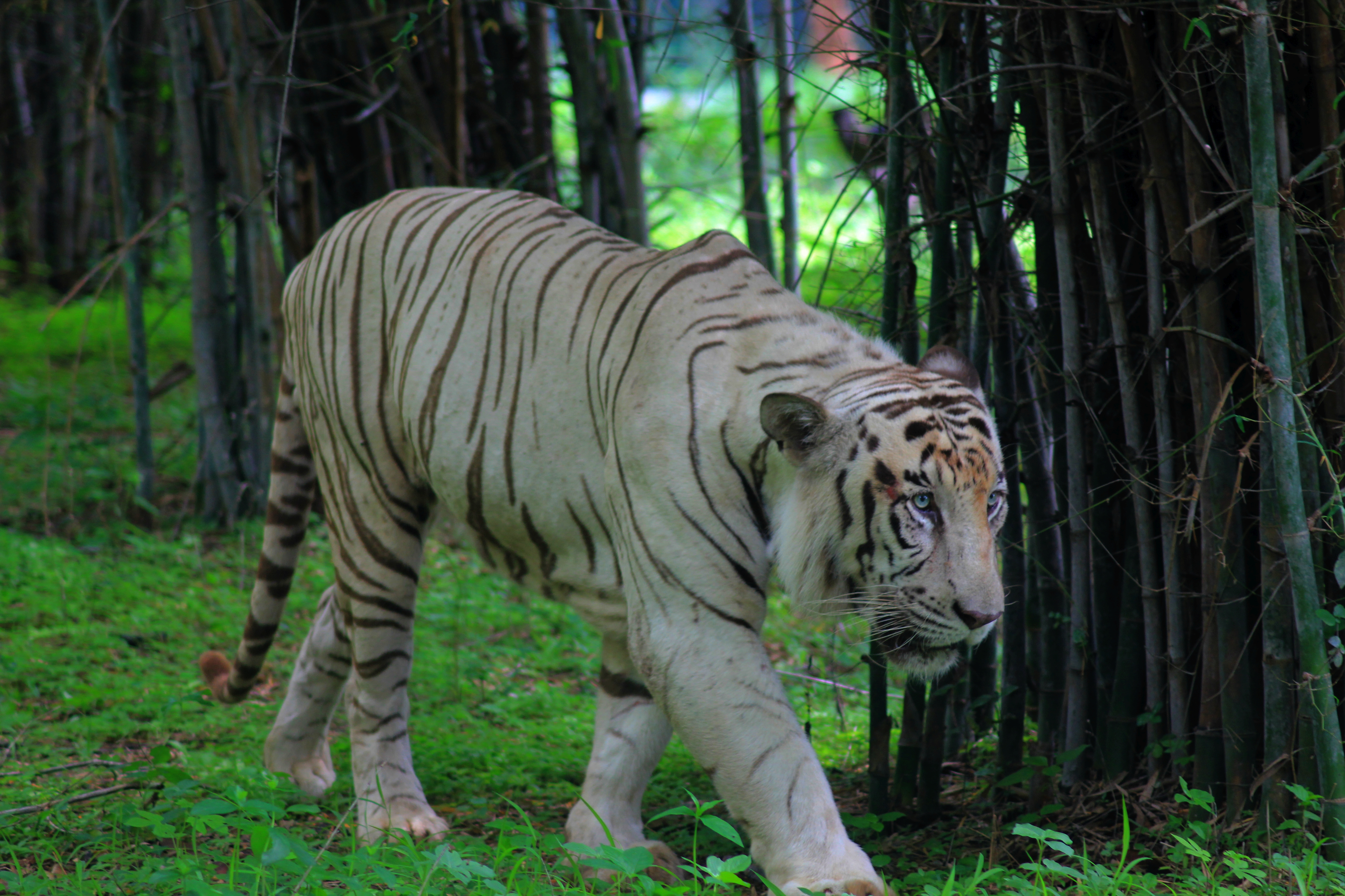 White tiger - Wikipedia