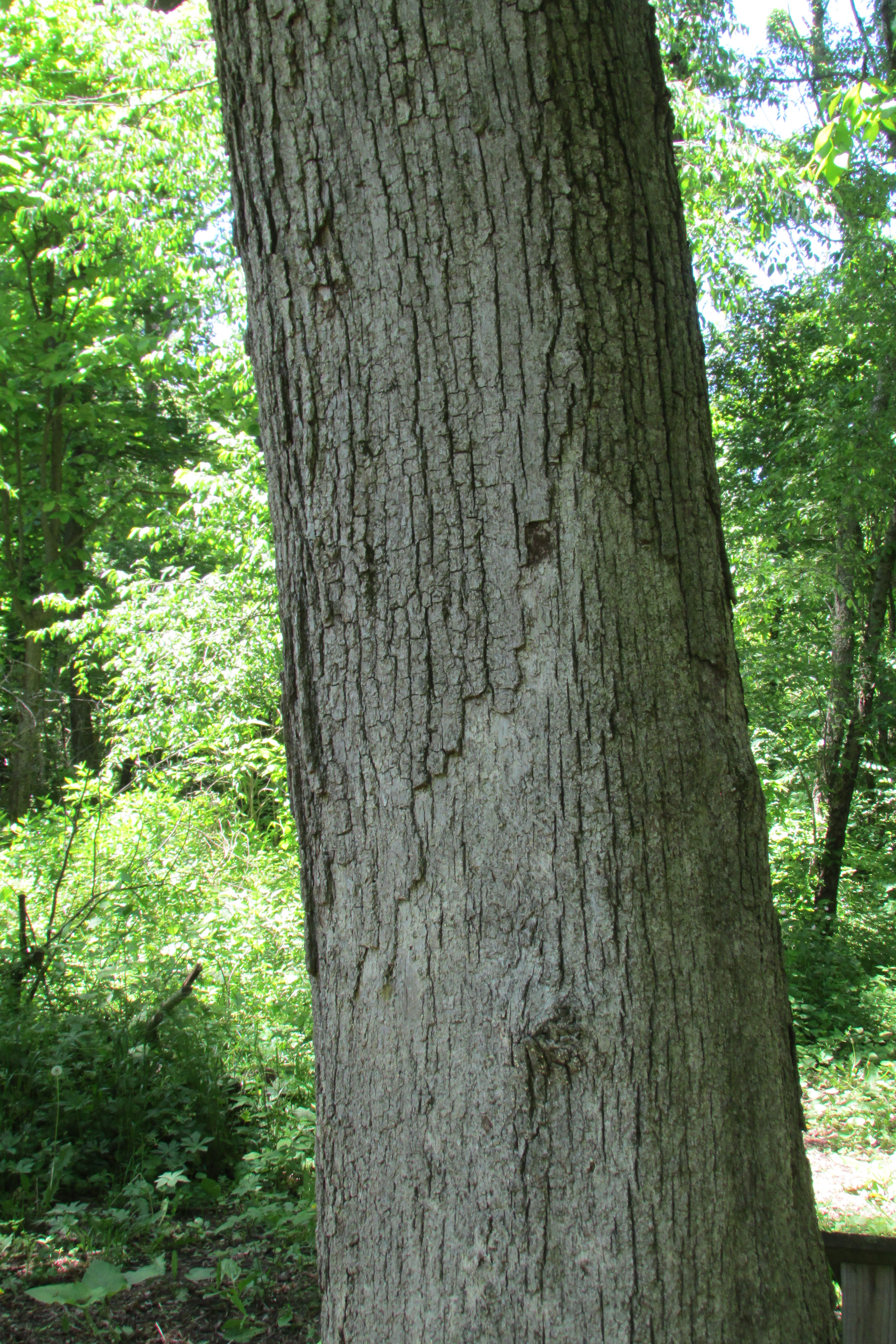 Burr Oak. Burr Oak - Supreme entity. Bottom line slwdwn & Burr Oak.