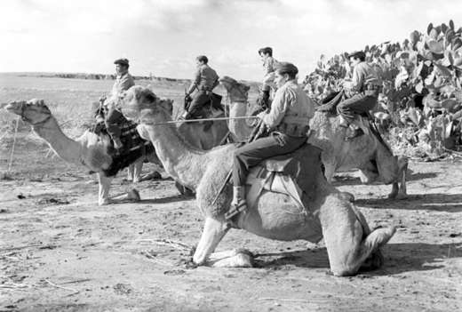 File:Camels in IDF Service. V.jpg