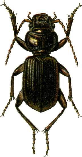 <i>Carenochyrus</i> Species of beetle