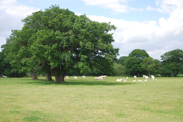 File:Cattle grazing by trees - geograph.org.uk - 4264396.jpg