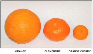 Cherry Orange httpsuploadwikimediaorgwikipediacommonsbb