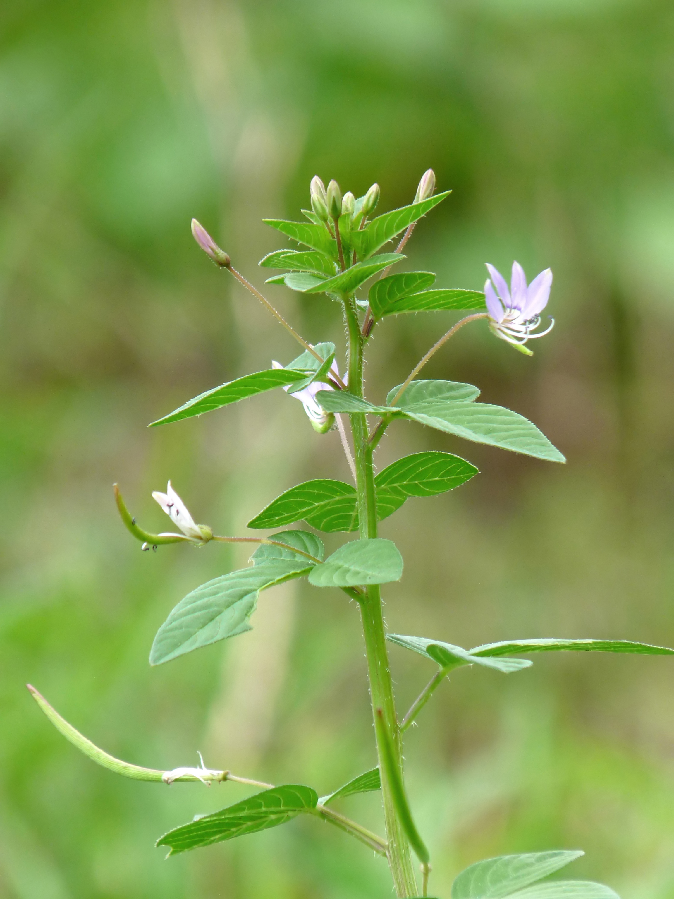 皺子白花菜 維基百科 自由的百科全書