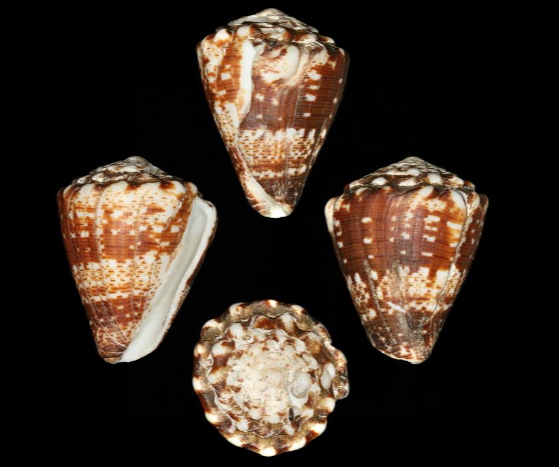 File:Conus bartschi 001.jpg