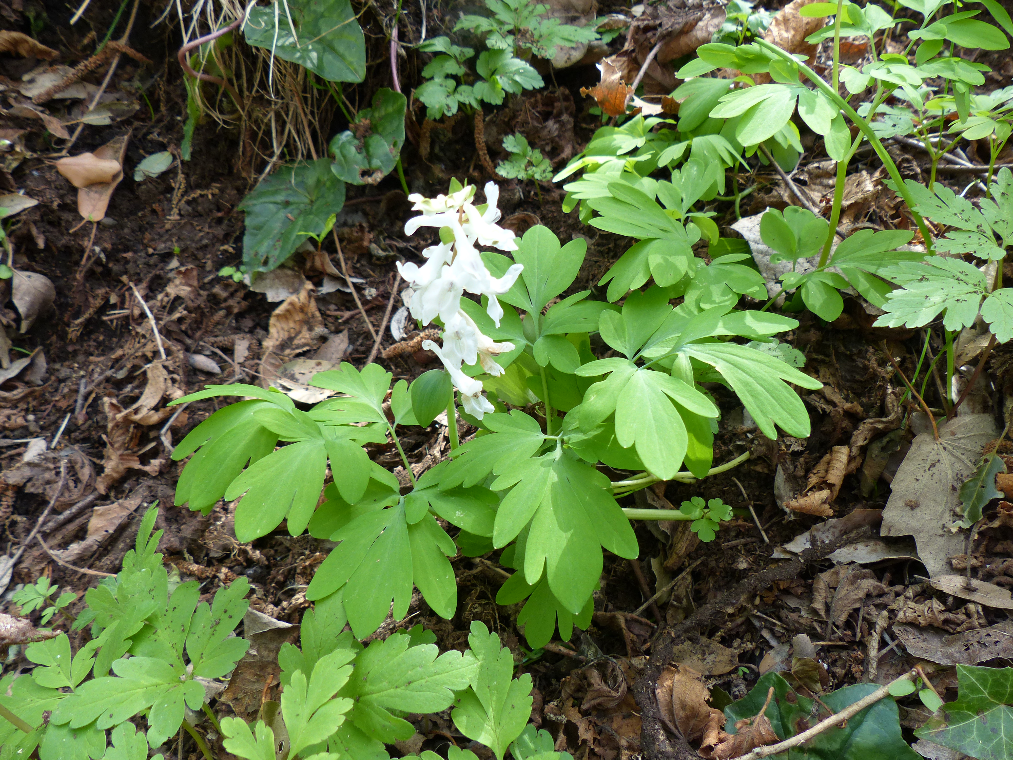 Corydalis paniculigera