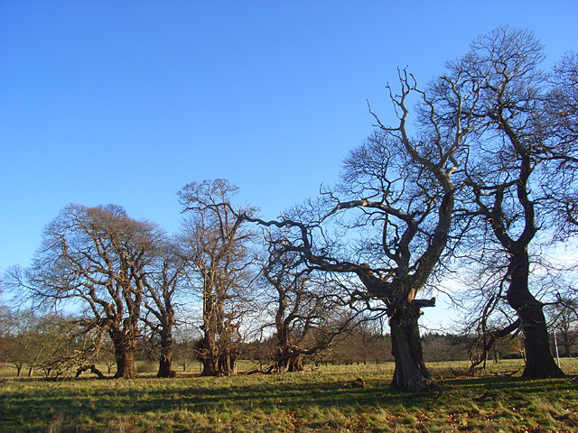 File:Crowsley Park - geograph.org.uk - 1059486.jpg