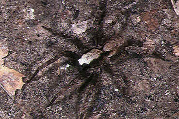 File:Ctenus.yaeyamensis.male.-.tanikawa.jpg